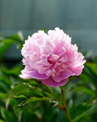 Wall Mural - Paeonia lactiflora Sarah Bernhardt Peony flowers in spring garden