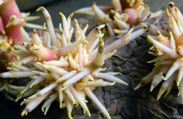 Shriveled sprouted potatoes with lush bunches of young roots close up