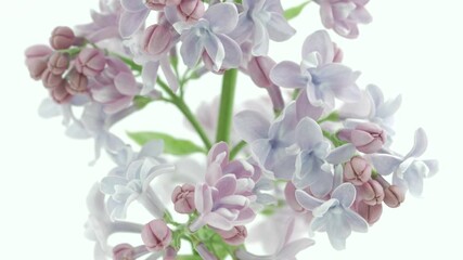 Sticker - Lilac flowers bunch on white background. Beautiful opening violet Lilac flower Easter design closeup. Beauty fragrant tiny flowers open closeup. Nature blooming macro flowers backdrop. Time lapse 4K. 