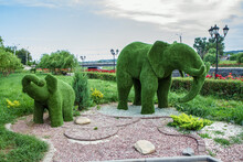 The Figures Of The Topiary In The Form Of An Elephant And A Baby Elephant.