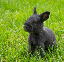 little black rabbits in the green grass