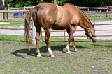 Fototapeta  - Sedated horse after treatment by veterinarian for mud foot or pastern dermatitis