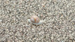snail going slowly on the sidewalk