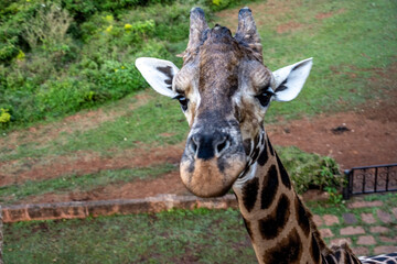 giraffe close-up on a green background 