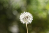 Fototapeta Dmuchawce - Beautiful dandelion flower on blurred green background