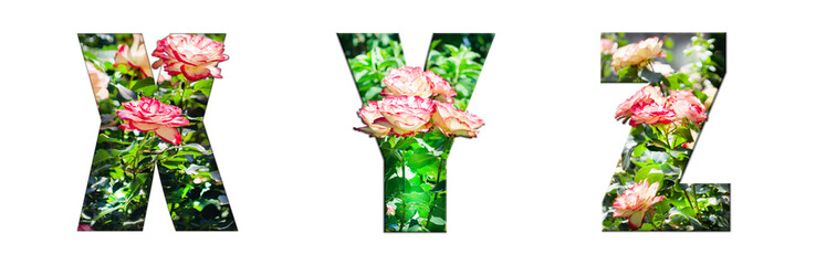 Wall Mural - The letters X, Y, Z are made of beautiful garden roses