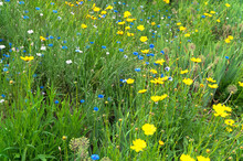 Blue And Yellow Wildflowers In Green Grass
