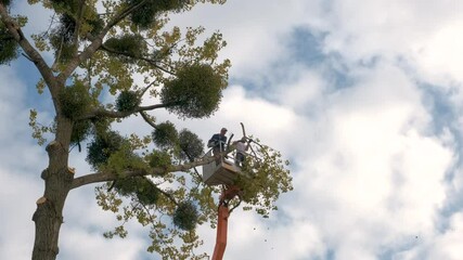 Poster - Two male service workers cutting down big tree branches with chainsaw from high chair lift platform.