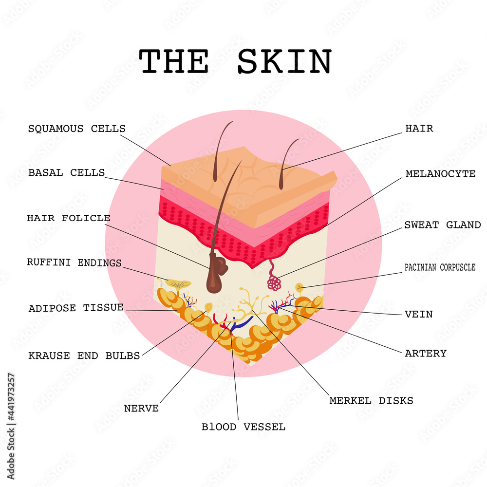Pacinian And Ruffini Human skin.Layered epidermis with hair follicle, squamous ,basal cells ...