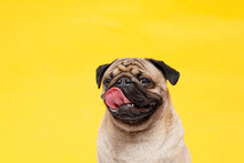 Portrait Of Adorable, Happy Dog Of The Pug Breed. Cute Smiling Dog Licking Lips On Yellow Background. Free Space For Text.