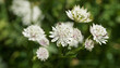 (Astrantia major) Astrances à fleurs en ombelles blanches, reflets verdâtre et rosâtre entourées de bractées blanches teintées de vert sur hampe dressée vert luisant