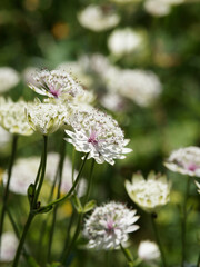 Poster - (Astrantia major)  Astrance à petites fleurs en ombelles hérissé blanc-verdâtre à laiteux entourées de bractées blanches, fines et pointues 