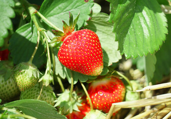 close up on fresh strawberry plant