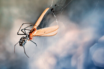 the spider is eating the moth