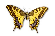 Common Yellow Swallowtail Butterfly On White Background