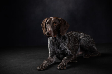 Wall Mural - portrait of shorthaired pointer on a dark background in the studio