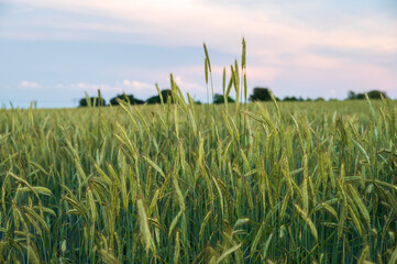 Wall Mural - Green crops growing in rural field in Skåne Sweden