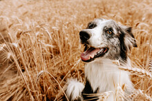 Happy Dog Summer Walking On A Wheat Field.