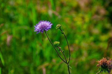 Canvas Print - Purple scabiosa flower on a green meadow