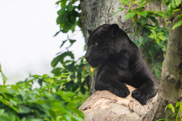 Wall Mural - a black jaguar is resting in the jungle