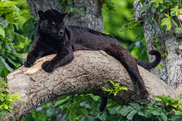 Wall Mural - a black jaguar is resting in the jungle