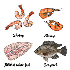 Sea food. Vector drawing of food. Red and white fish, Tilapia, shrimps