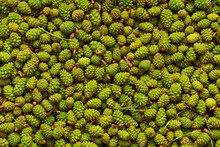Background Of Many Green Pine Cones