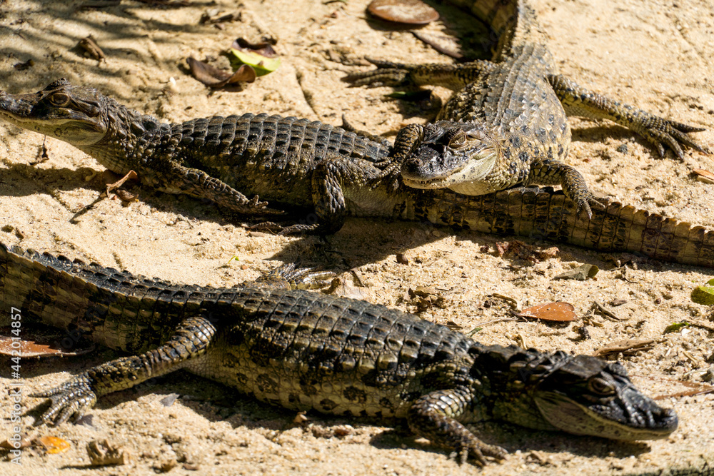 Alligator puppies (jacaré do papo amarelo) in the park of Rio de Janeiro, Brazil.