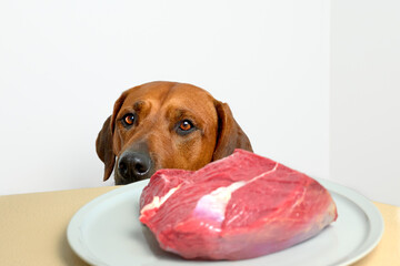 Dog sitting behind table and looking at piece of meat on plate. Dog begging food. Natural dog food concept.