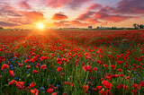 Fototapeta Maki - Beautiful sunrise over red poppies field