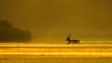Fototapeta  - Sarna jeleń na łące w ruchu