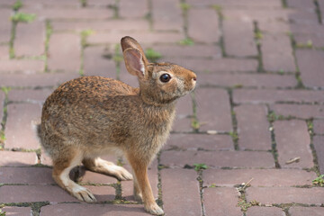 Wall Mural - rabbit in the garden