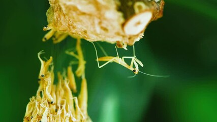 Wall Mural - Praying mantis nymphs