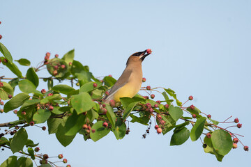 Wall Mural - Cedar waxwing in a tree