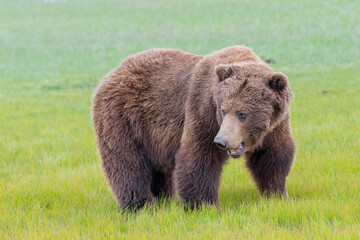 Wall Mural - alaska peninsula brown bear or coastal brown bear