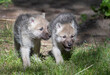 Wolf Cubs 