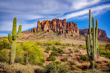 Saguaro Cactus And Mountains