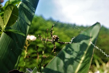 spider in its web among the babana leaves