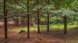 Fototapeta Fototapety na ścianę - Widok na las zazieleniony wiosną. Drzewa iglaste i liściaste, ścieżki i przecinki, wycięte drzewo