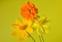 Two Shades Of Yellow With Orange Cosmos Flower On A Yellow Background. Wall Art.......
