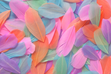 feathers background in pastel colors.feathers texture. variegated motley feathers surface beautiful 