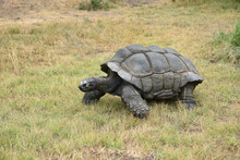 Giant Tortoise Walking On Grass