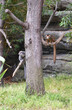 two lemurs hanging out on tree