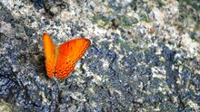 Orange Butterfly Perched On A Rock In The Forest In Summer