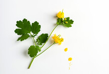 A Sprig Of Blooming Celandine On A White Background With Yellow Flowers And Green Leaves.