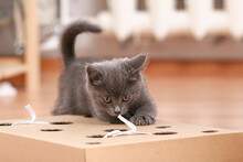 A Little Kitten Plays With An Interactive Handmade Toy. Cardboard Box With Holes With Cat Toys Inside. Sorter.
