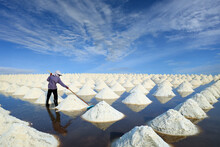 Worker Harvesting Salt In Salt Field At Ban Laem-Thailand