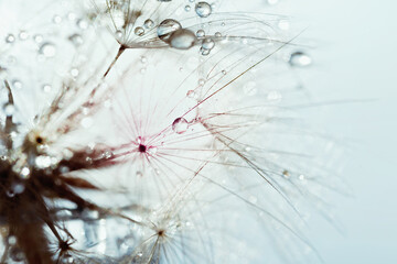  Beautiful dew drops on a dandelion seed macro. Beautiful soft background. Water drops on a parachutes dandelion. Copy space. soft focus on water droplets. circular shape, abstract background
