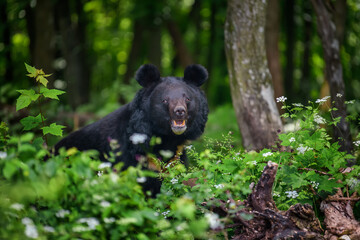 Wall Mural - asiatic black bear (ursus thibetanus) in summer forest. wildlife scene from nature