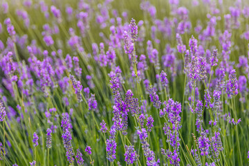 purple lavender flower growing in a warm green summer garden in the rays of the sun